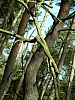 DSCN5882r.jpg DSCN5882r.jpg